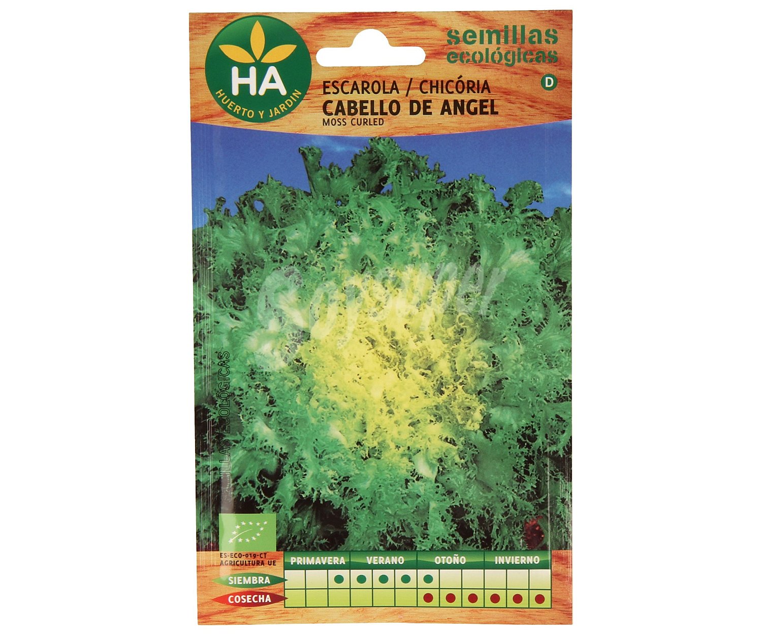 Semillas ecológicas para sembrar escarola de la variedad cabello de angel ha-huerto Y jardín