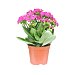 Kalanchoe m12 en maceta, florabella