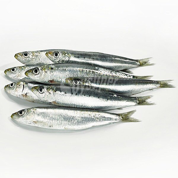 Sardinas parrochas