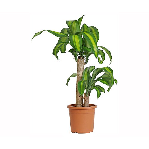 Dracena marginata, 90/60/30, florabella