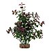 Planta decorativa Aqualife Plant Bacopa