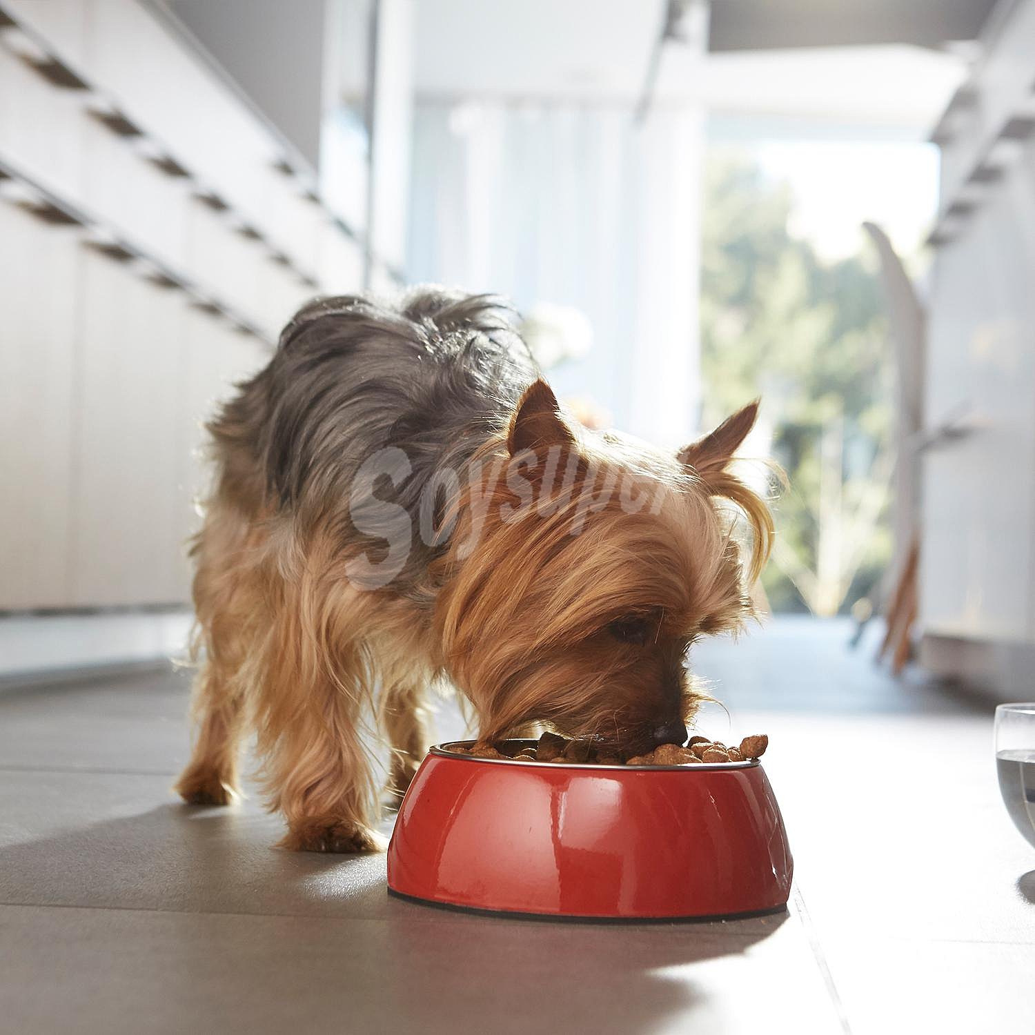 Pienso de buey y arroz para perro adulto Mini Purina One piel y pelaje