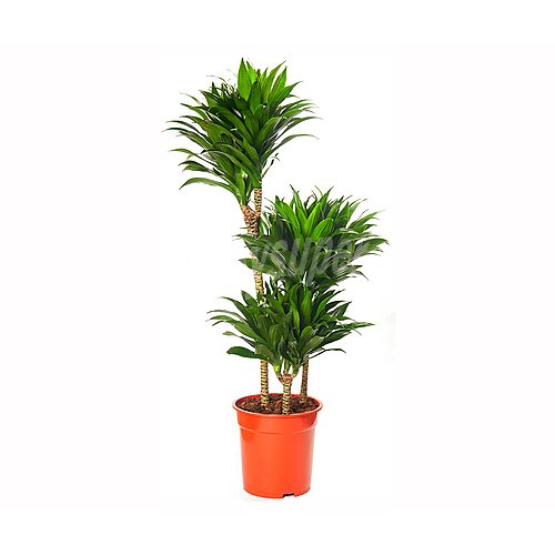 Dracena compacta m15, florabella