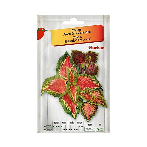 Sobre de semillas para plantar coleus de la variedad Arco iris de colores variados producto alcampo