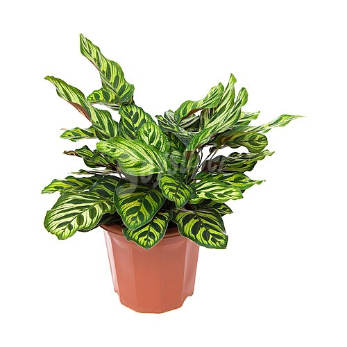 Calathea en maceta, florabella