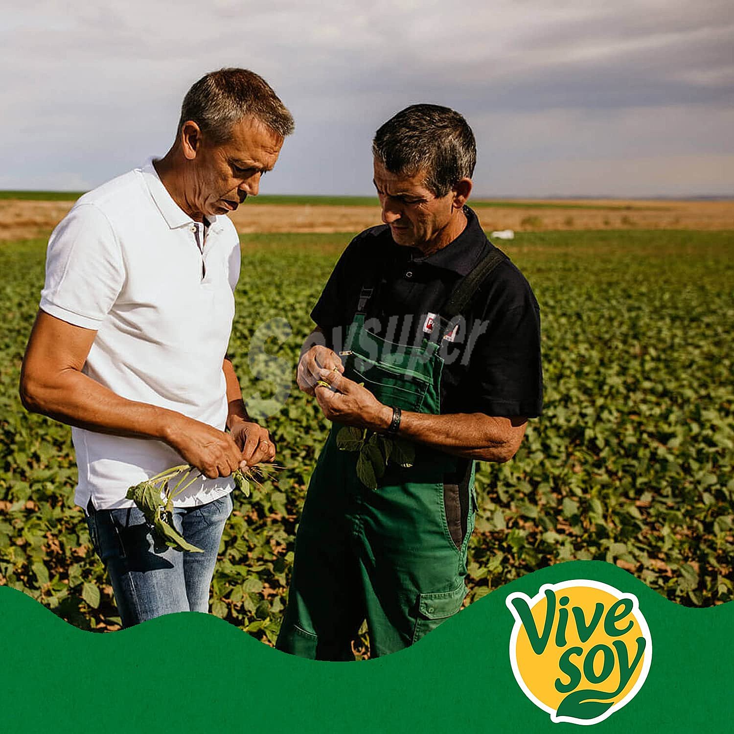 Bebida de soja de origen 100% local y con sabor a chocolate vivesoy de Pascual