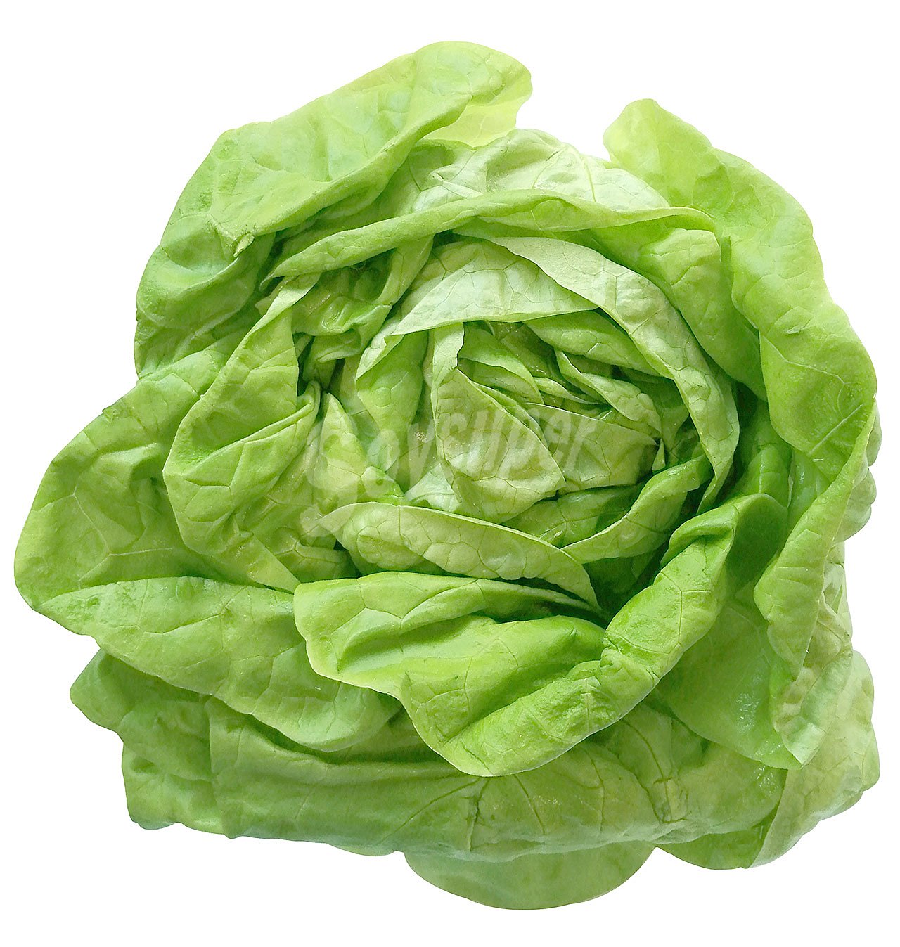 Lechuga trocadero