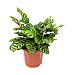 Calathea en maceta, florabella