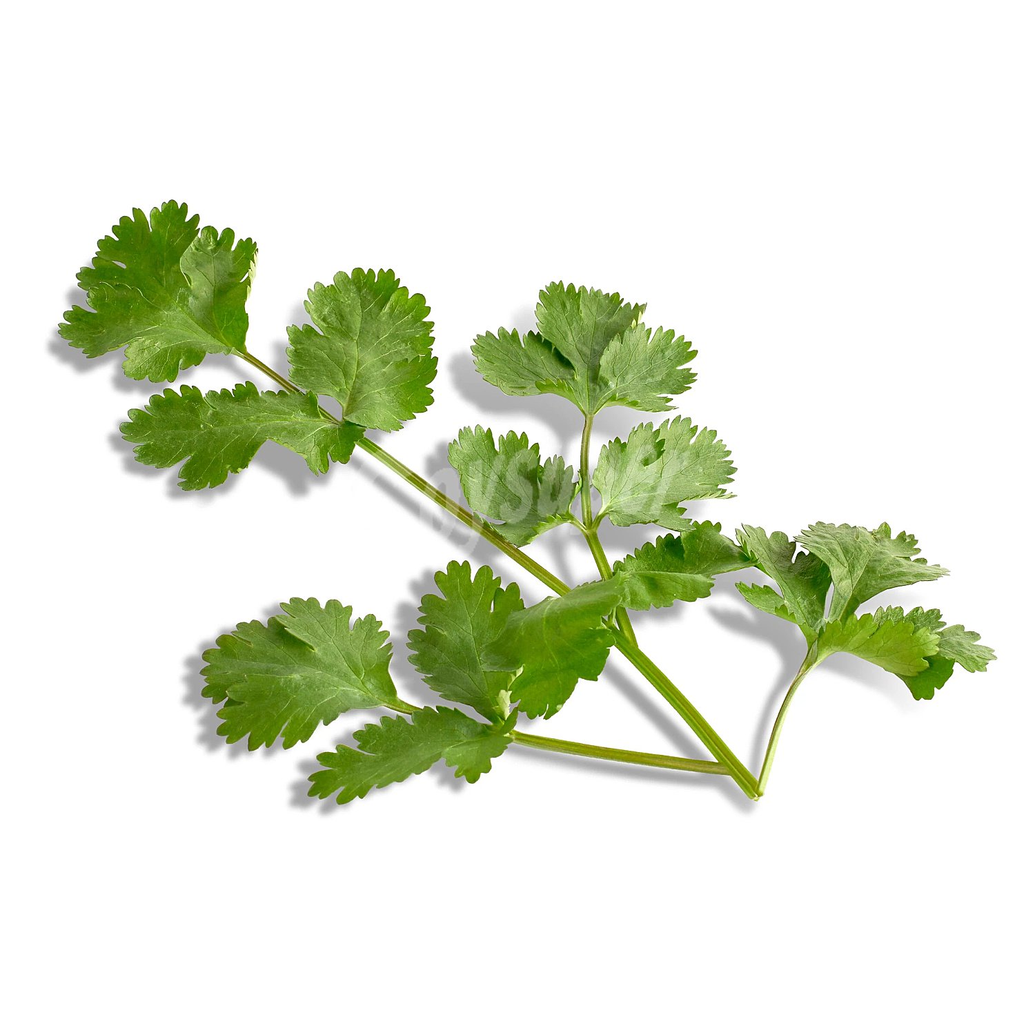 Cilantro