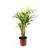 Areca en maceta de 17cm, altura 60-70cm, viveros