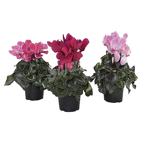 Flor cyclamen M9 compact de 25 centímetros, OZ planten