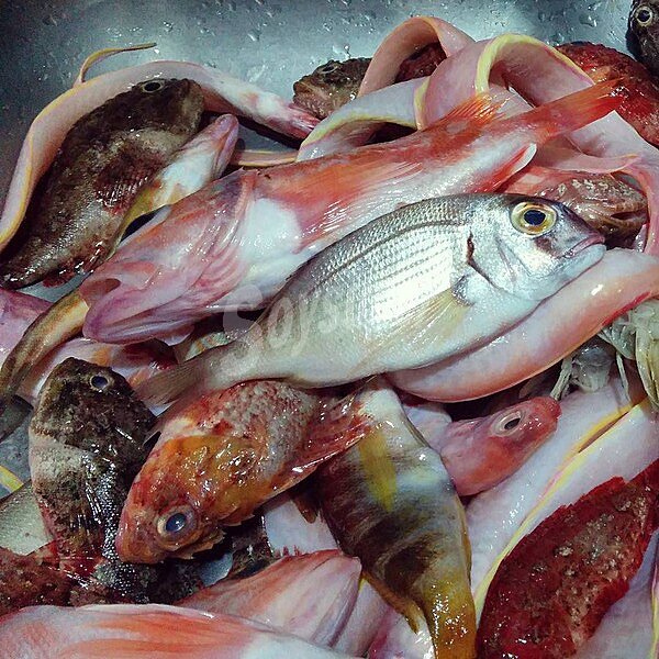 Pescado de Santa Pola para sopa