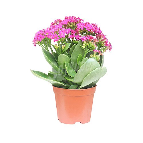 Kalanchoe m12 en maceta, florabella