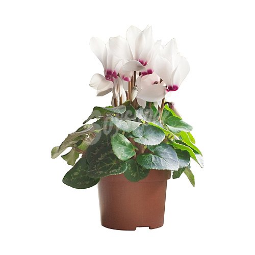 Cyclamen en maceta de 12cm, florabella