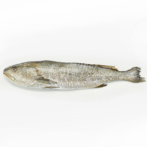 Corvina peso aproximado pieza