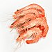 Langostino cocido de Madagascar 20-30 pzas/kg