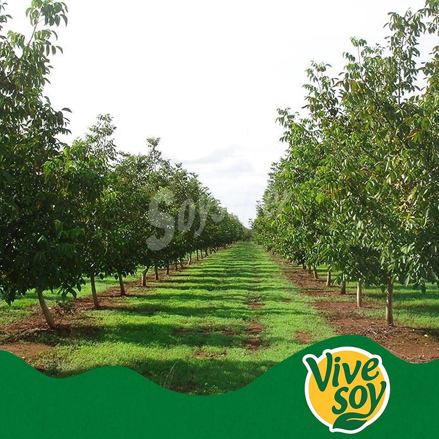 Vivesoy Zumo de naranja y soja de origen 100% vegetal vivesoy