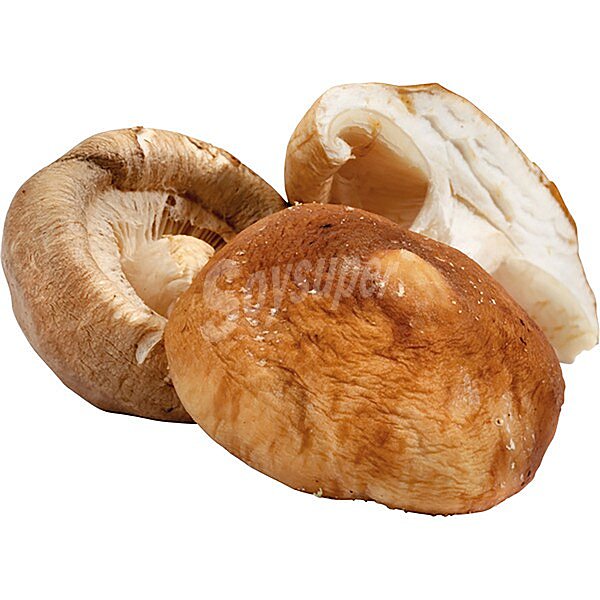 Seta shiitake