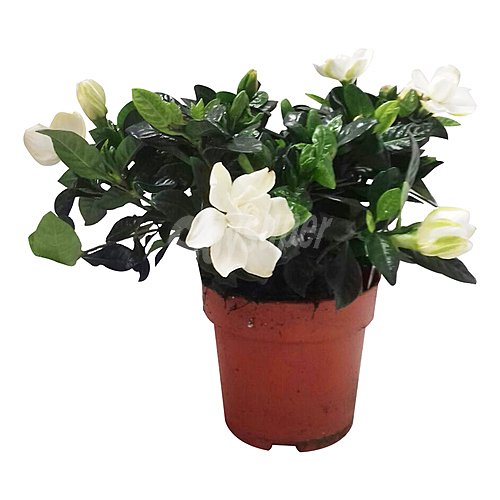 Gardenia en maceta de 13 cm, florabella