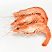 Langostino cocido 20-30 pzas/kg