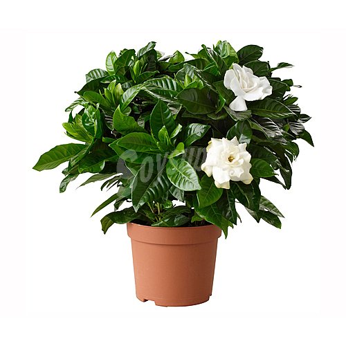 Gardenia en maceta de 15cm, florabella