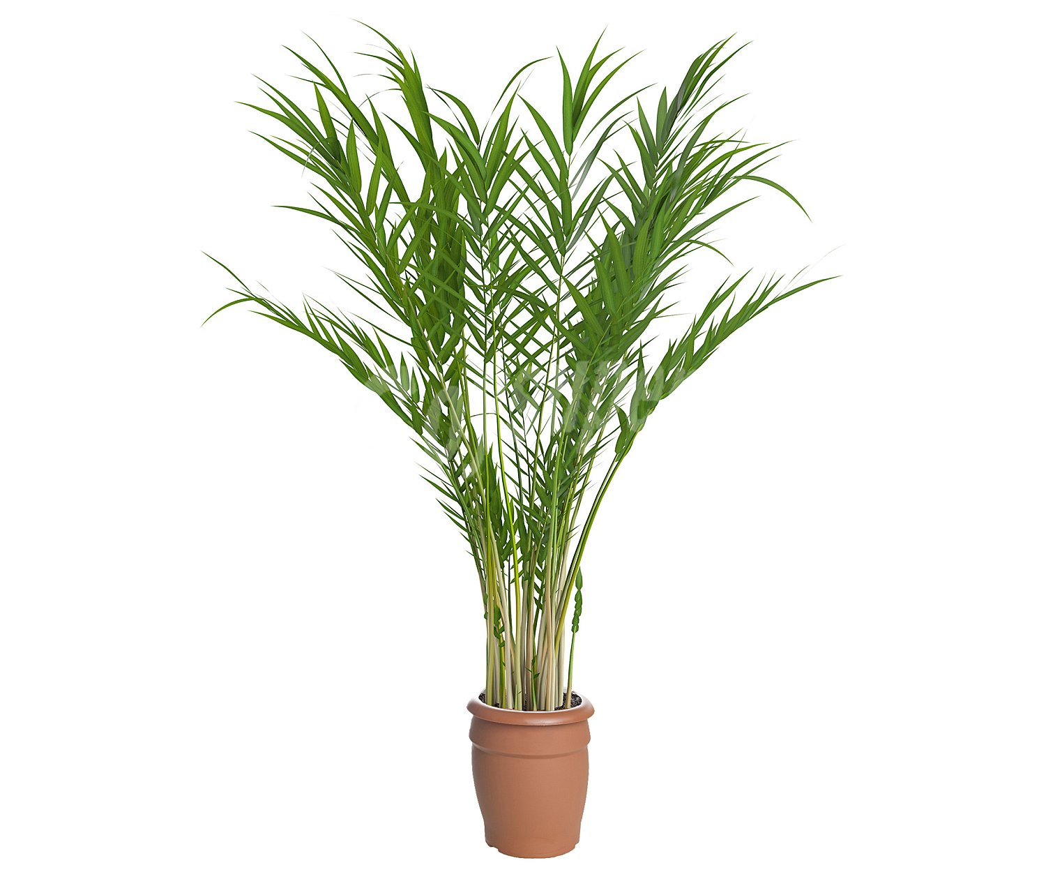 Areca en maceta de 17cm, florabella