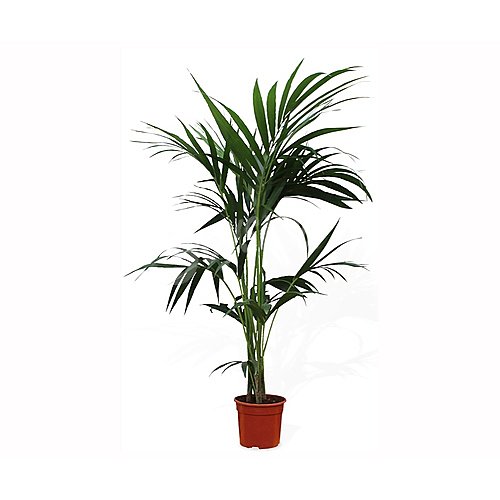 Palmera kentia 1,5m, en maceta de 25cm. florabella