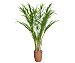 Areca en maceta de 17cm, florabella