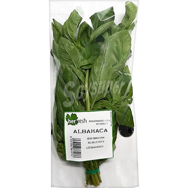 Albahaca