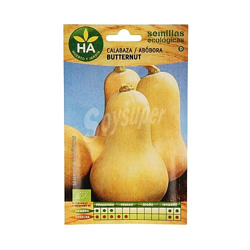 Semillas ecológicas para sembrar calabaza de la variedad Butternut ha-huerto Y jardín