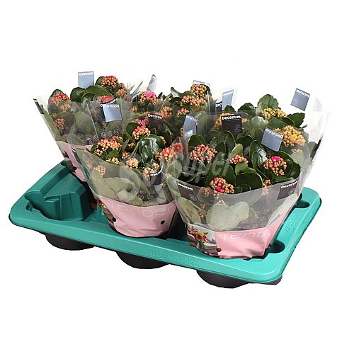 Kalanchoe en maceta de 15 surtido, viveros