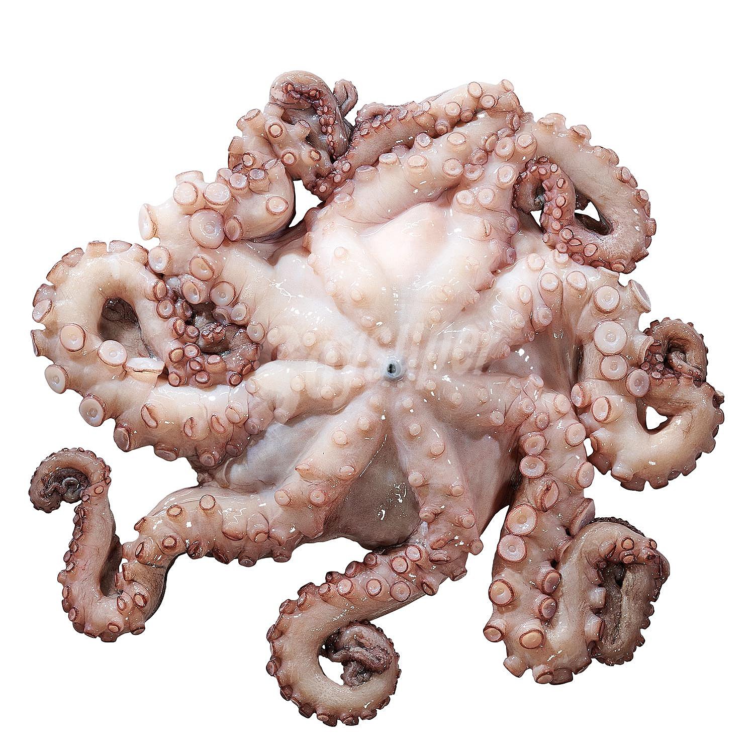 Pulpo congelado