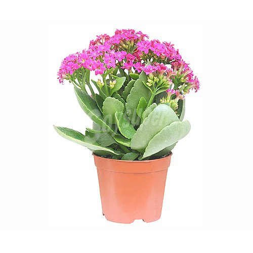 Kalanchoe en maceta de 10 cm, florabella