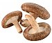 Seta Shiitake alcampo producción controlada