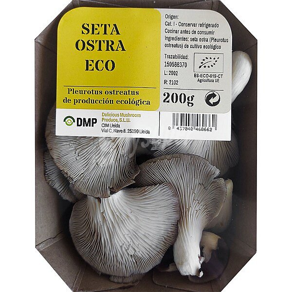 Seta ostra ecológica