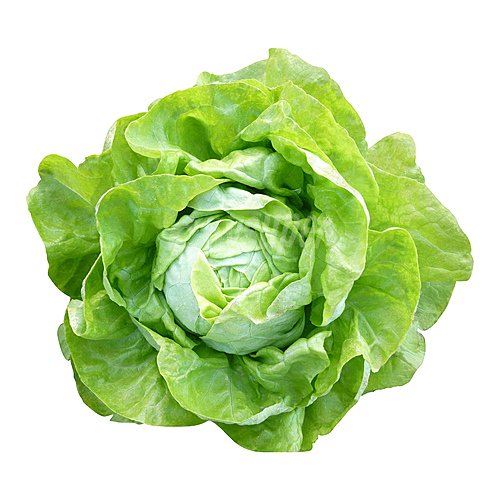 Lechuga trocadero