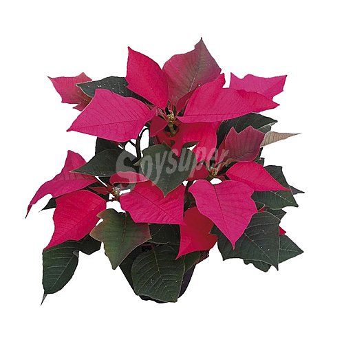 Poinsettia o flor de Pascua con maceta de 12 centímetros y 8 brotes viveros 1 unidad