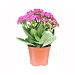 Kalanchoe en maceta de 10 cm, florabella