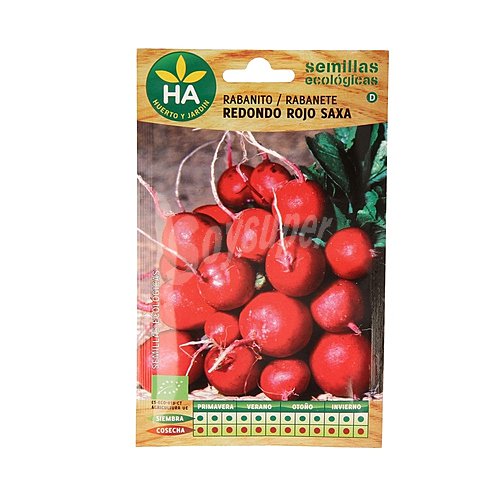 Semillas ecológicas para sembrar rabanitos de la variedad redondo rojo Saxa ha-huerto Y jardín