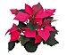 Poinsettia o flor de Pascua con maceta de 14 centímetros y 8 brotes viveros 1 unidad