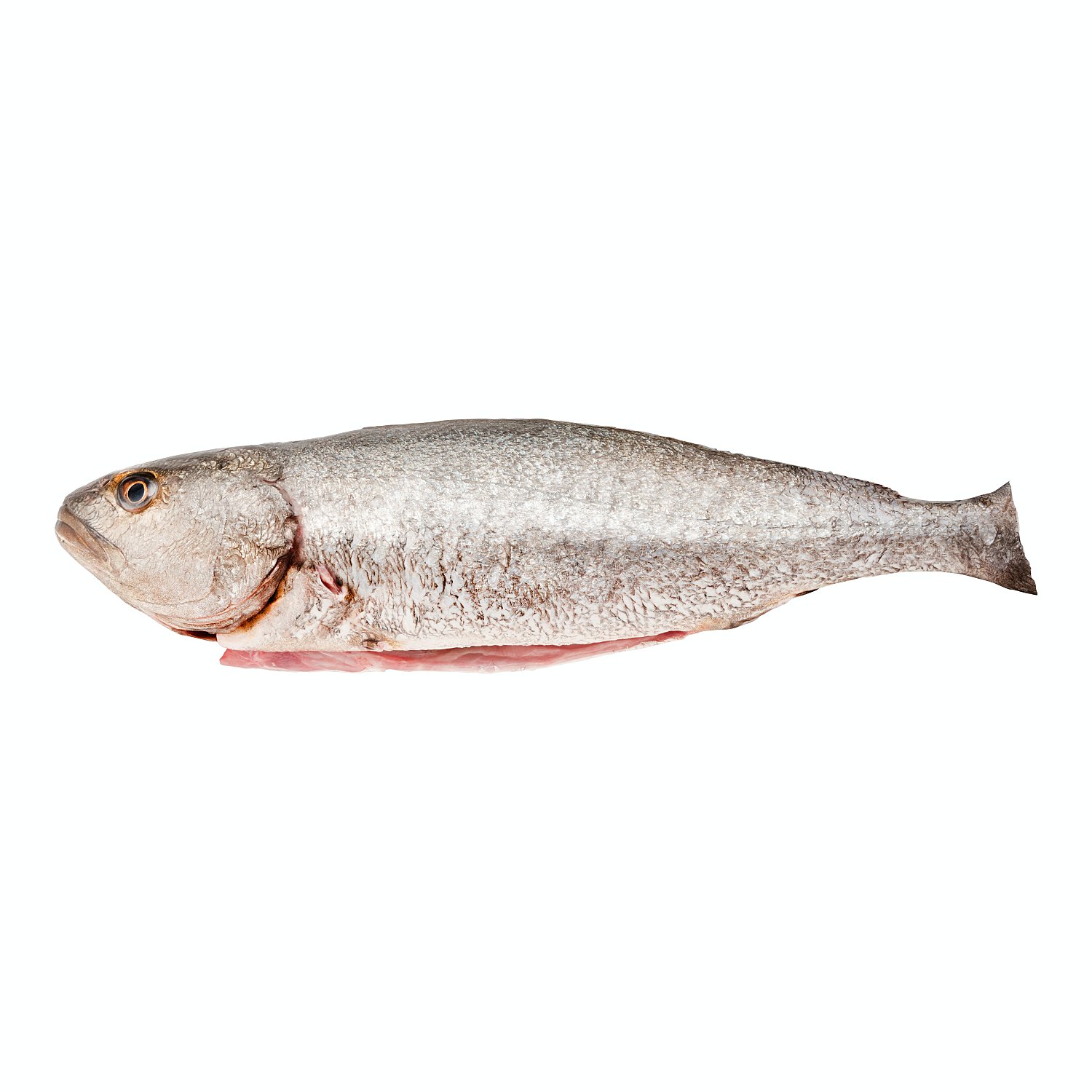 Corvina limpia con cabeza