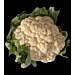 Coliflor