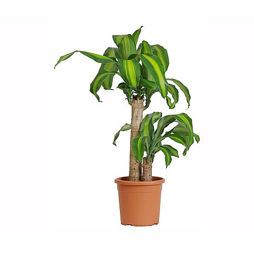 Dracena marginata 60/30 m17, florabella