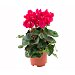 Planta Ciclamen mini, florabella