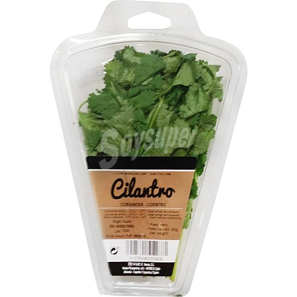 Cilantro