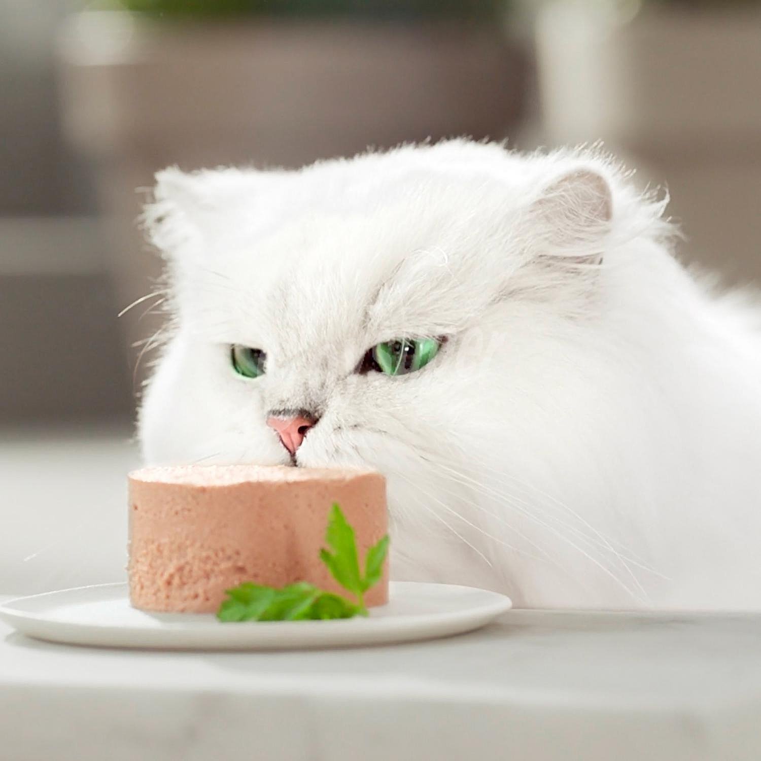 Comida húmeda de pollo para gato adulto