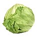 Lechuga iceberg