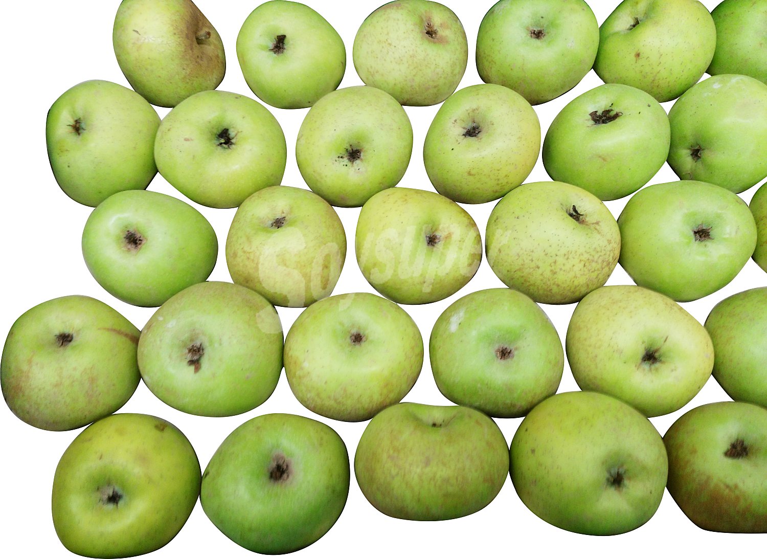 Manzana Reineta