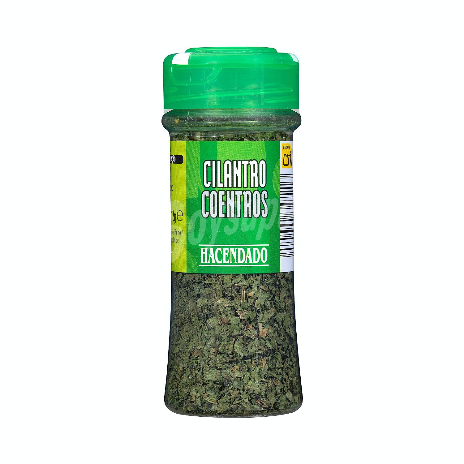 Cilantro