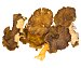 Seta Cantharellus Tubaeformis